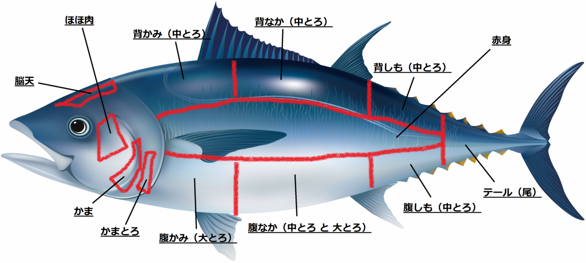 お刺身に外せない「マグロ」.. 各部位の特徴とは？ | 個人店のミカタfor仕入れ！